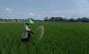 Pupuk Bersubsidi atau Teknologi Pertanian