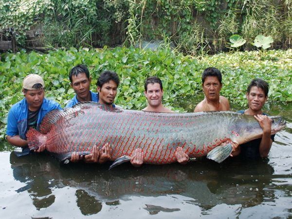 Berbahaya, Predator Raksasa Sungai Amazon Arapaima Sangat Invasif