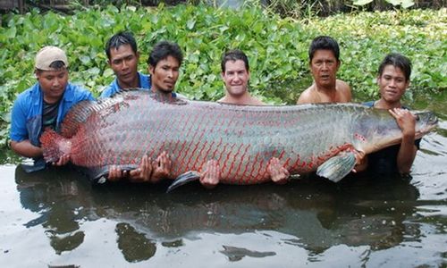 Berbahaya, Predator Raksasa Sungai Amazon Arapaima Sangat Invasif