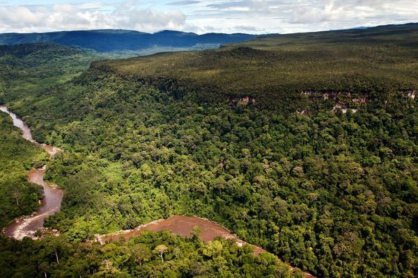 Pohon Purba Setinggi 100 Meter Masih Tumbuh di Borneo