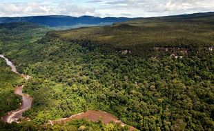 Pohon Purba Setinggi 100 Meter Masih Tumbuh di Borneo