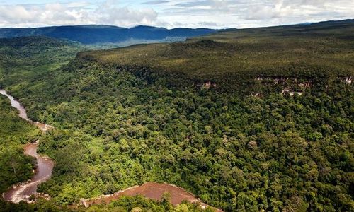 Pohon Purba Setinggi 100 Meter Masih Tumbuh di Borneo