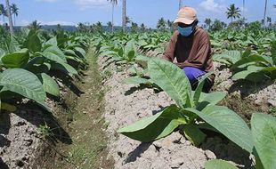 Jumlah Petani Tembakau di DIY Turun Terus Setiap Tahun, Kenapa?