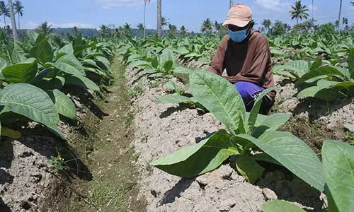 Jumlah Petani Tembakau di DIY Turun Terus Setiap Tahun, Kenapa?