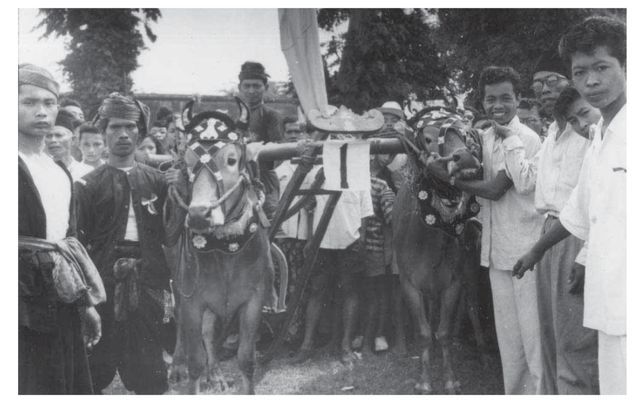 Tak Hanya Madura, Karapan Sapi Pernah Digelar di Solo