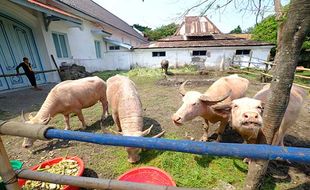 Keraton Solo Siapkan 5 Kerbau Bule untuk Kirab Malam 1 Suro