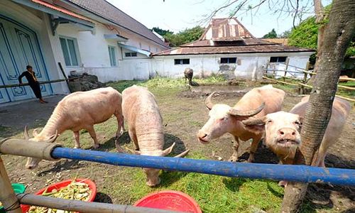 Keraton Solo Siapkan 5 Kerbau Bule untuk Kirab Malam 1 Suro