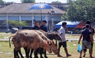 Momen Putra Mahkota Keraton Solo Ikut Memindahkan Kerbau Bule