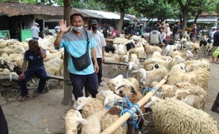 Jelang Iduladha, Jual Beli Hewan Kurban di Pasar Prambanan Klaten Lesu