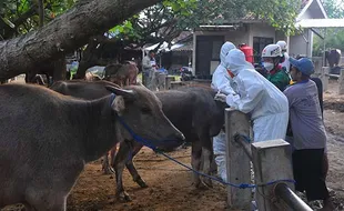 Darurat PMK Belum Dicabut, Pemkab Grobogan Gencarkan Vaksinasi Ternak