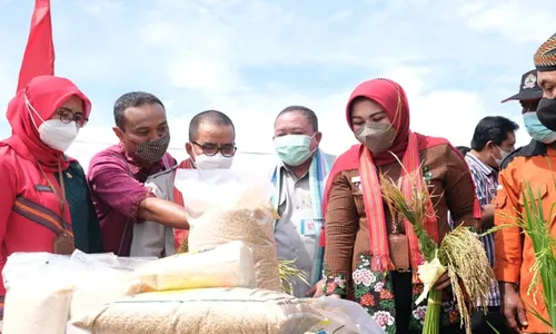 Jadi Andalan di Klaten, Ini Sederet Keunggulan Beras Rajalele Srinuk