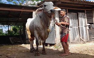 Harga Puluhan Juta, Ini Wujud Sapi Jumbo Milik Peternak di Boyolali