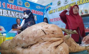 SMKN Kedawung Sragen Panen Bengkuang Jumbo, Ini Penampakannya