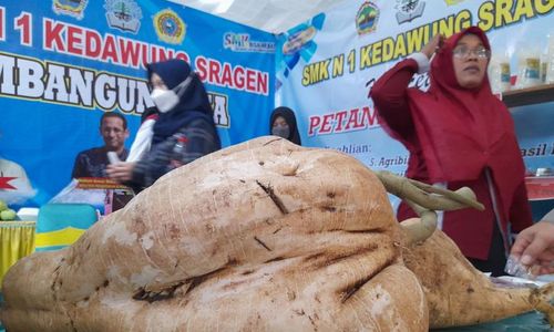 Segini Harga Bibit Bengkuang Jumbo Milik SMKN Kedawung Sragen