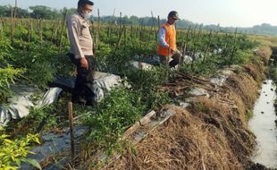 Habis-Habisan, Kebun Cabai Petani Kalijambe Sragen Dirusak Maling