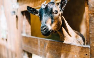 12 Kambing Warga Sanden Bantul Hilang Dicuri dari Kandang, Polisi Turun Tangan