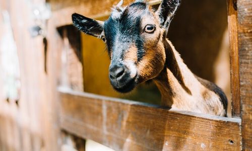 Ketahui Fakta Nutrisi Daging Kambing Sebelum Percaya Mitos