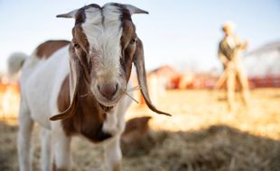 Jelang Iduladha, Begini Cara Menghilangkan Bau Prengus Daging Kambing