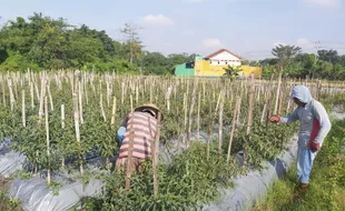 Maling Obrak-abrik Ladang Sayuran Petani di Matesih Karanganyar