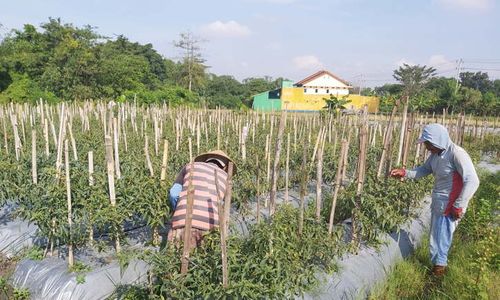 Maling Obrak-abrik Ladang Sayuran Petani di Matesih Karanganyar