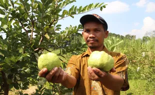 Bengkok Modin Klaten Ditanami Jambu Kristal, Jadi Wisata Petik Buah?