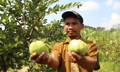 Bengkok Modin Klaten Ditanami Jambu Kristal, Jadi Wisata Petik Buah?