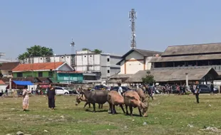 Kirab Malam 1 Sura, Keraton Solo Akhirnya Tetap Keluarkan Kebo Bule