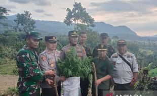 Duh, Ladang Ganja Ditemukan di Gunung Karuhun Cianjur