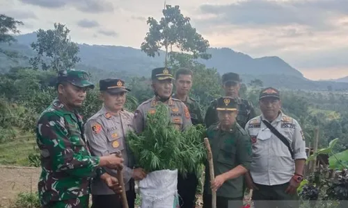 Duh, Ladang Ganja Ditemukan di Gunung Karuhun Cianjur