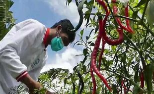 Kemarau! Pasokan Air Kurang, Panenan Cabai & Bawang Merah di Jateng Tak Optimal