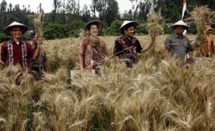 Krisis Pasokan Gandum dan Peluang Budi Daya