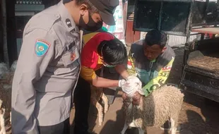 Polisi Ikut Penyekatan Ternak Masuk Solo, Ratusan Kambing Diperiksa