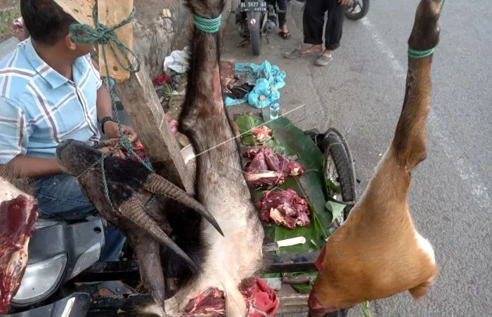 Kambing Hutan Sumatra Si Pendaki Tangguh, Sedikit Tersisa Masih Diburu