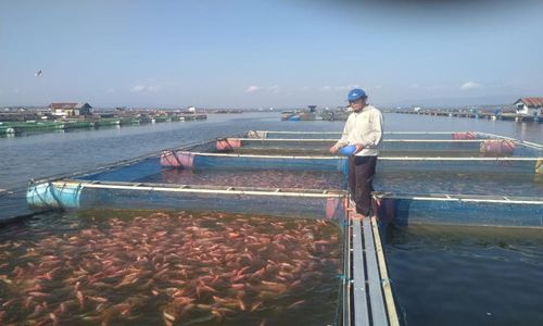 Harga Pakan Terus Naik, Petani Ikan Wonogiri Pilih Kualitas Rendah