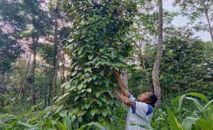 Panen Petani Merica di Tamansari Boyolali Turun, Ini Penyebabnya