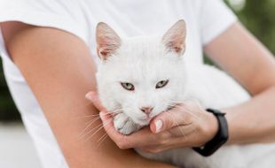 Lagi, Damkar Klaten Selamatkan Kucing yang Tercebur Sumur Sedalam 13 Meter