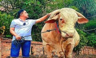 Ini Deretan Hewan Kurban Para Artis, Ada Sapi Jumbo 1,3 Ton!