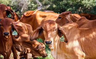 Dinkes Gunungkidul: 125 Warga Semanu Konsumsi Daging Sapi Positif Antraks