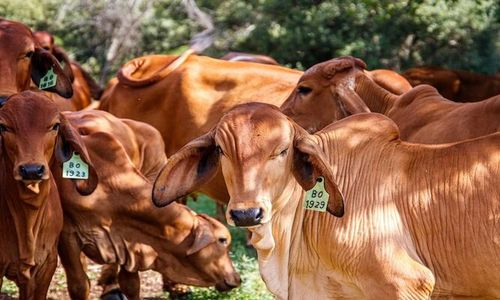 Waduh! Jelang Iduladha, 3 Sapi Kurban di Salatiga Terjangkit PMK