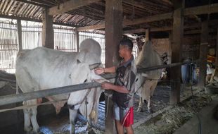 Sapi-Sapi Jumbo Warga Mojosongo Boyolali, Ini Resep Pakan Comborannya