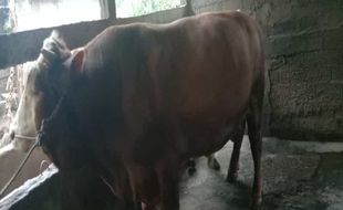 Kurban Sapi Jokowi di Solo: Jenis Limosin Seharga Rp100 Juta