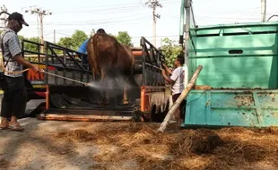 Baru Dibuka, Disnakkan Sragen Temukan Sapi PMK di Pasar Hewan Nglangon