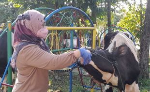 Ada Temuan Cacing Hati dan Tiger Heart pada Sapi Kurban di Boyolali