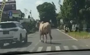 Kabur saat akan Disembelih, Sapi di Klaten Dijinakkan dengan Cara Ini