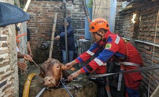 Duh, Sapi Kurban di Sukoharjo Tercebur Sumur Sedalam 15 Meter