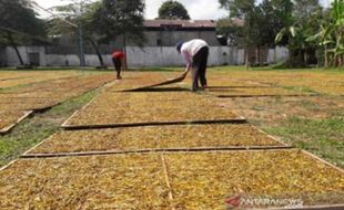 Harga Jual Tembakau Terkini, Perubahan Cuaca Disebut Berpengaruh