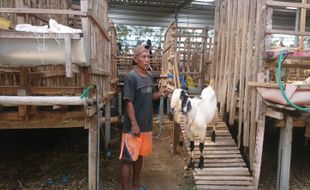 Imbas Wabah PMK, Penjualan Kambing Kurban di Madiun Anjlok