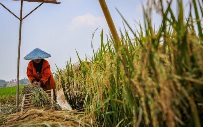 Ketika Sawah Beralih Jadi Rumah, Petani ke Mana...