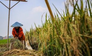 Ketika Sawah Beralih Jadi Rumah, Petani ke Mana...