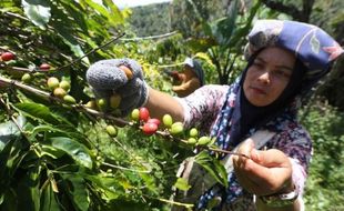 Festival Panen Kopi di Sekeping Surga Dunia untuk Memajukan Kebudayaan